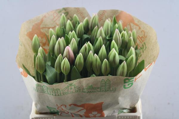 <h4>Tu En Universum (rose/wit)</h4>