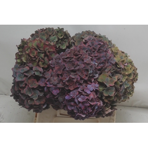 HYDR M MIDNIG SKY CL