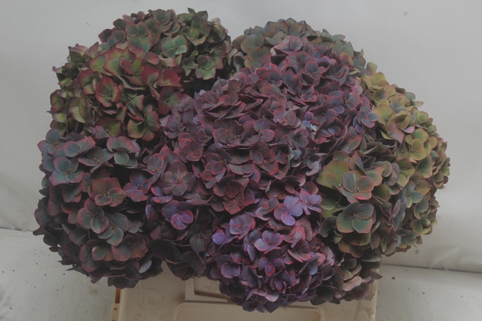 <h4>HYDR M MIDNIG SKY CL</h4>