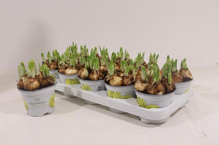 <h4>NARC O TETE A TETE</h4>