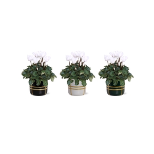 Collectie 'Bubble Collecties' - Cylcamen Wit in lauri Keramiek