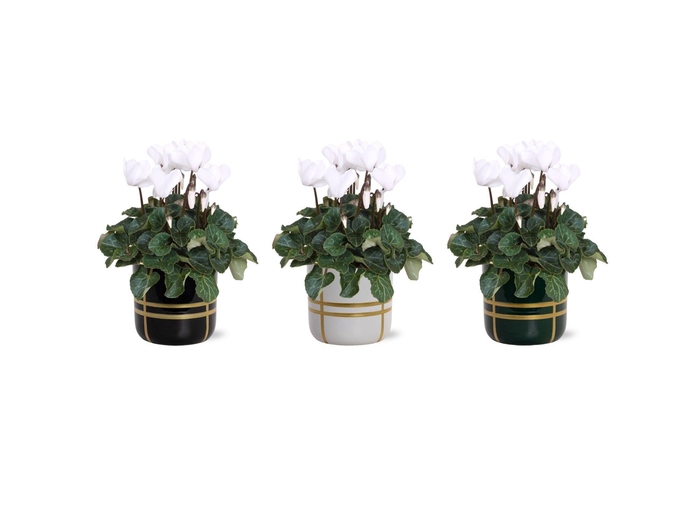 <h4>Collectie 'Bubble Collecties' - Cylcamen Wit in lauri Keramiek</h4>