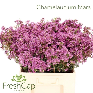 Chamelaucium Mars