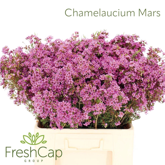<h4>Chamelaucium Mars</h4>