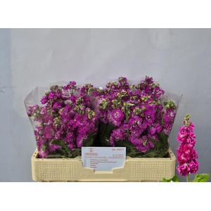 MATTH AIDA DEEP ROSE