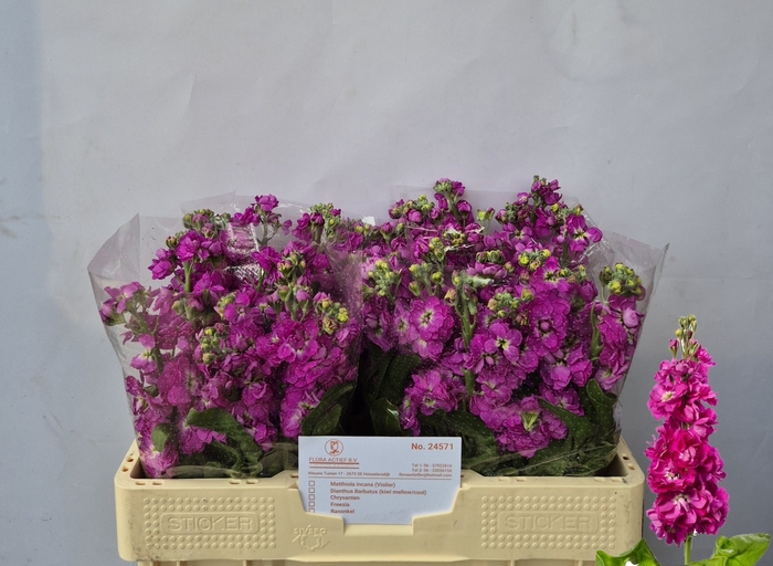 <h4>MATTH AIDA DEEP ROSE</h4>