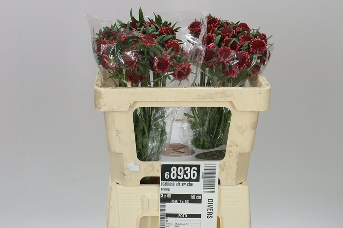 <h4>Scabiosa Atr Sw Che Scoop</h4>