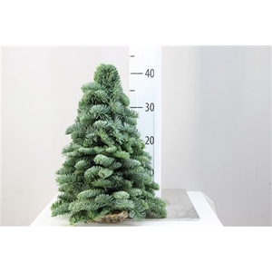 Kerstboom Nobilis 40