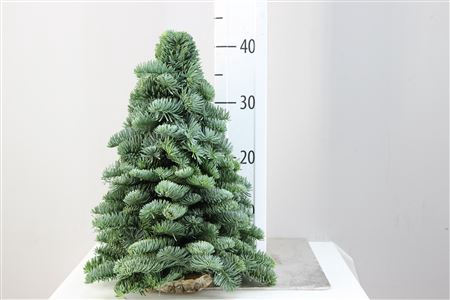 <h4>Kerstboom Nobilis 40</h4>