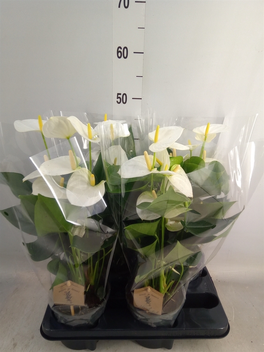 <h4>Anthurium andr. 'Cocos'</h4>