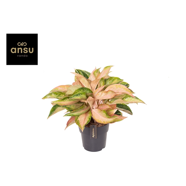 <h4>Aglaonema Guave Pink</h4>