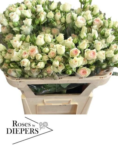 <h4>R Tr Pinky Promise Diepers</h4>