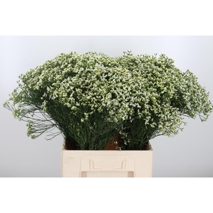 Lim Sin Sen P Colada