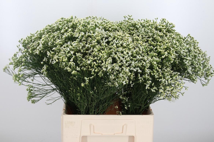 <h4>Lim Sin Sen P Colada</h4>