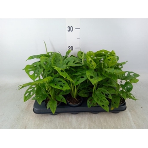 Monstera obliqua 'Leichtlinii'