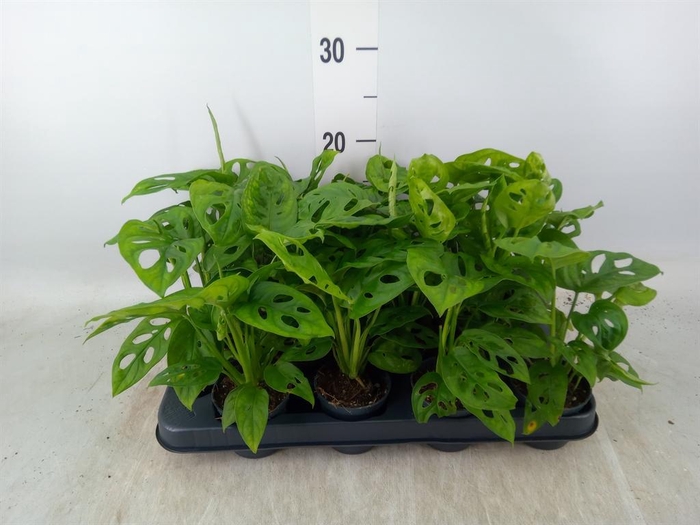 <h4>Monstera obliqua 'Leichtlinii'</h4>