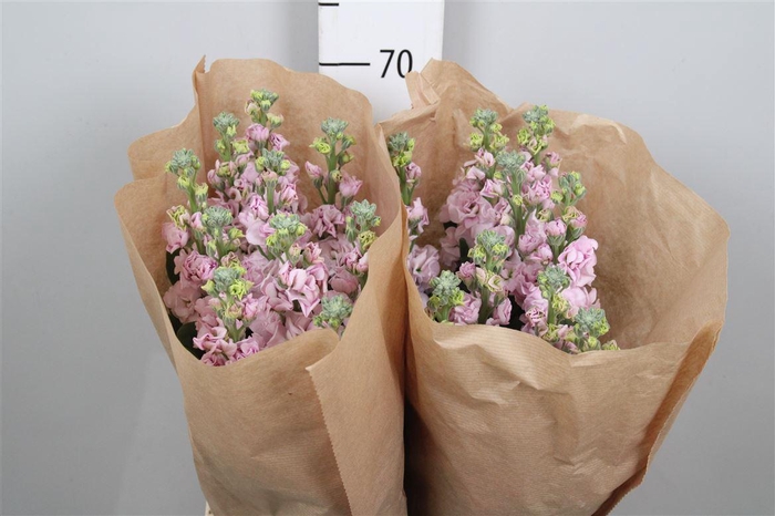 <h4>Matth Iron Cherry Bl</h4>