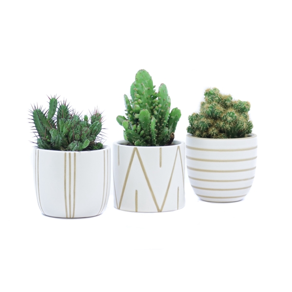 <h4>Cactus 8,5 cm in eksjo sierpot</h4>