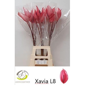Anthurium Xavia