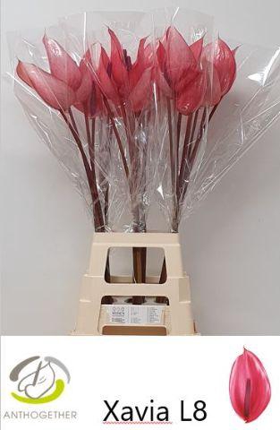 <h4>Anthurium Xavia</h4>