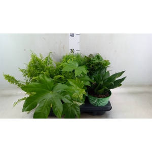 Planten  ..mix