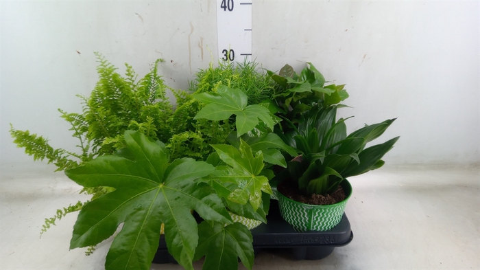 <h4>Planten  ..mix</h4>