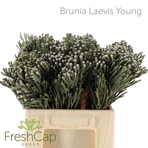 Brunia Leavis (silver Brunia) Young