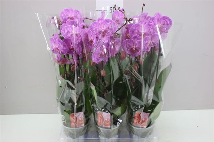 <h4>Phal Cascade Roze 2 Tak</h4>
