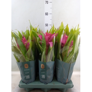 Guzmania  'Deseo Pink'