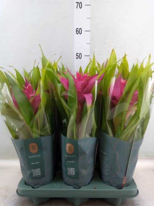 <h4>Guzmania  'Deseo Pink'</h4>