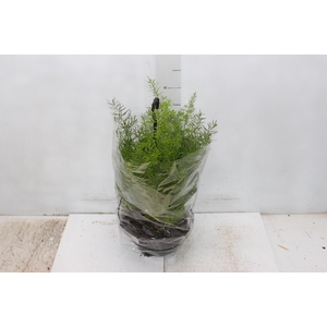 ASPARGO ALFINETE C21