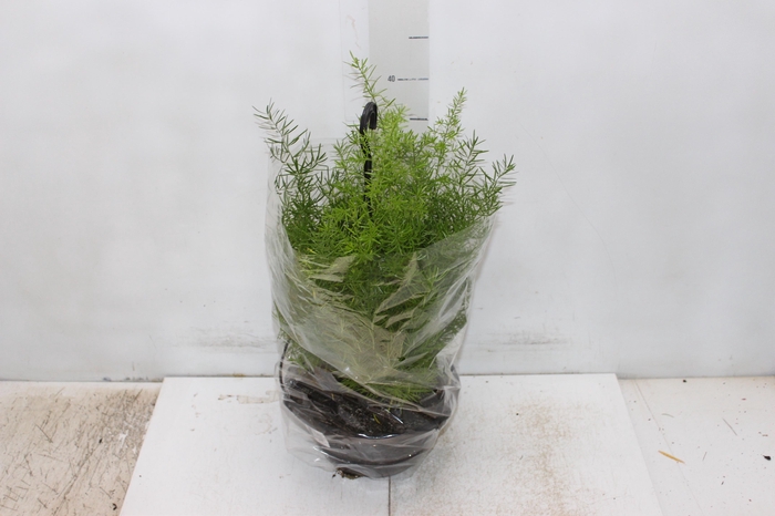 <h4>ASPARGO ALFINETE C21</h4>