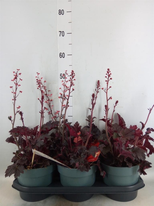 <h4>Heuchera   ...</h4>