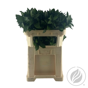 Ruscus Hypophyllum 80cm