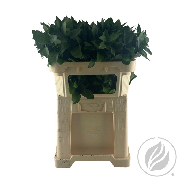 <h4>Ruscus Hypophyllum 80cm</h4>