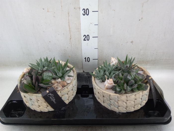 <h4>Arr.   Kamerplant Groen H%</h4>
