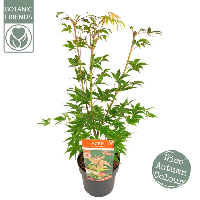 <h4>Acer palm. 'Osakazuki' PREMIUM</h4>