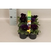 Viola wittrockiana sixpack F1 Purple/Violet