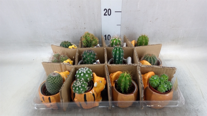 <h4>Cactus   ...</h4>