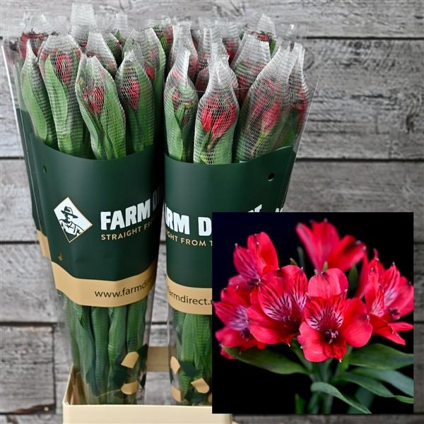 <h4>ALSTRO NADYA 70GR</h4>