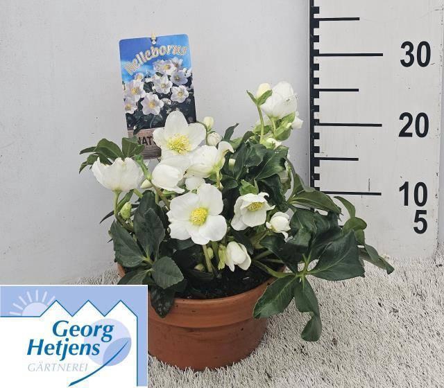 <h4>Hell Ni Hgc Joel</h4>