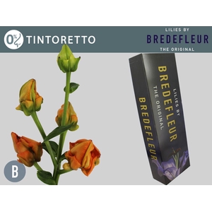 LI LA TINTORETTO QUALITY BOX