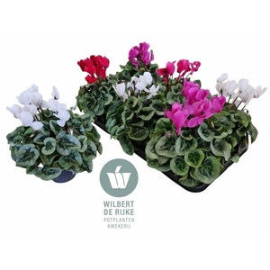 CYCL MD SUP REMBRAND