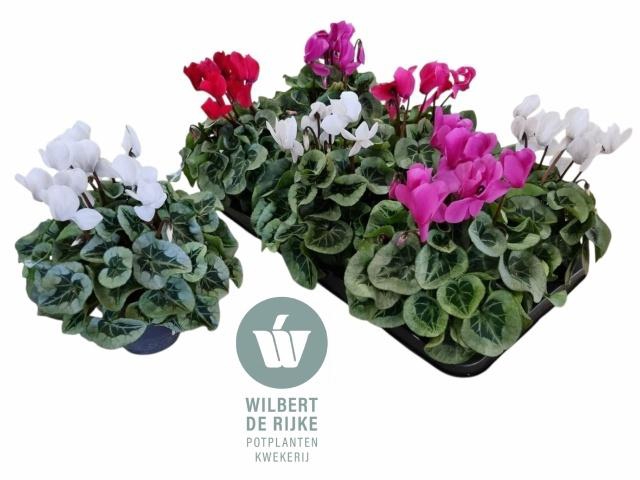 <h4>CYCL MD SUP REMBRAND</h4>