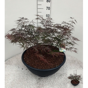 ACER PA GARNET