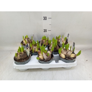 Hyacinthus orie. 'Multifl' ..