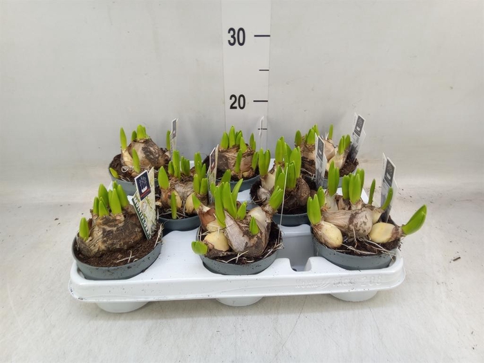 <h4>Hyacinthus orie. 'Multifl' ..</h4>