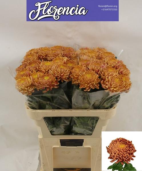 <h4>CHR G BIGOUDI BRONZE</h4>