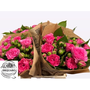 R Tr Baronesse Freiland Franz Heyer