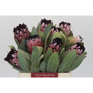 Protea African Didi